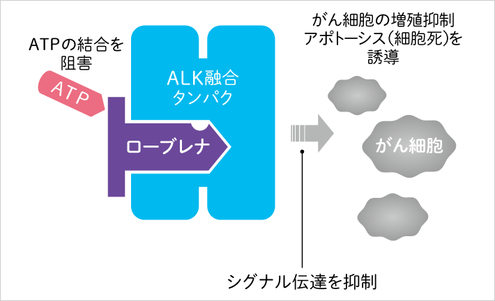 ALKチロシンキナーゼ阻害剤の働きを表す図