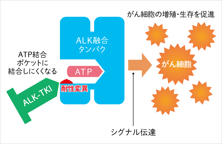 ALKチロシンキナーゼ阻害剤に対する耐性化のメカニズムを表す図