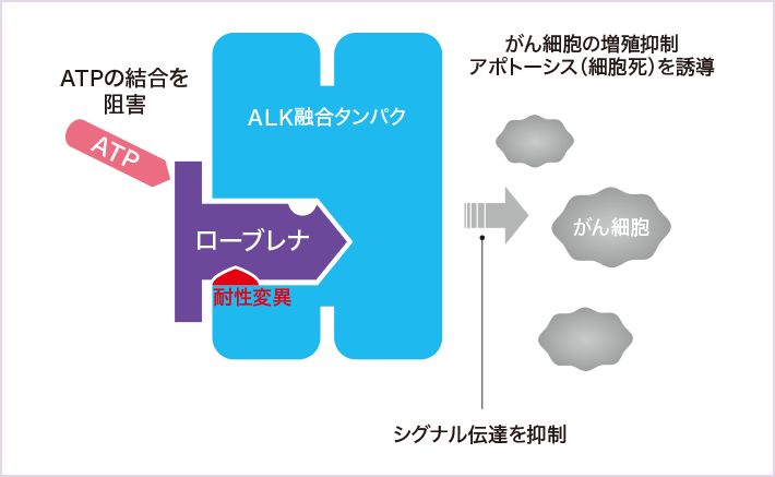 ローブレナの働きを表す図